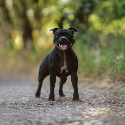 Dog & Pet Photographer in Lisbon - Dimas Frolov. Dimas Frolov