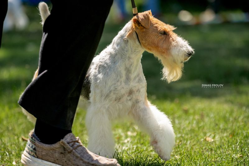 Sintra Dogs Expo. July 2025. Виставки собак та персональні фотосесії